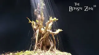 Getting My Umbrella Trees Ready For Spring, The Bonsai Zone, May 2023