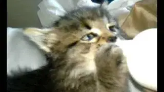 Feeding my 4 week old kitty while she fights the baby bottle!