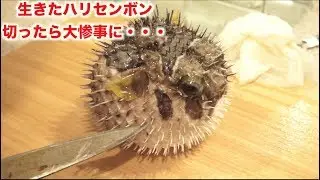 When I cut open the bloated belly of a lively porcupine fish, a huge amount of that stuff came out!!