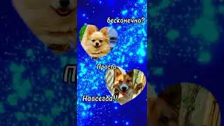 #дворняжка #собака