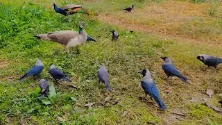 Crow Birds & peacock live together