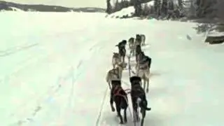 Dog sled ride