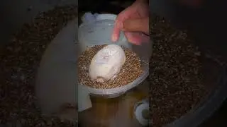Only a MIRACLE could SAVE this Baby Snake 😔 #shorts