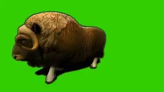 Insane Musk ox Animated w/Audio /Green Screen.