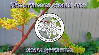 Работы на винограднике после цветения