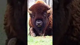 A Beautiful Beast #nature #animals #bison