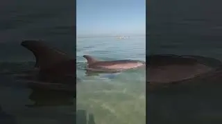 Наши обитатели Черного моря. Дельфины 🐬