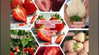 ‼️Это просто фантастика‼️ На осень китайцы и японцы будут‼️‼️‼️ Новые сорта💣💥👍🤪‼️‼️‼️