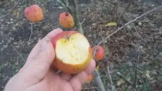 Яблоня сорт зимний Бребурн. Дегустация в ноябре