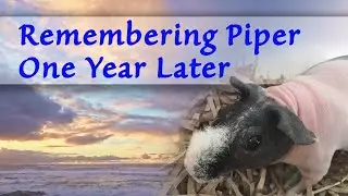 Remembering Piper One Year Later