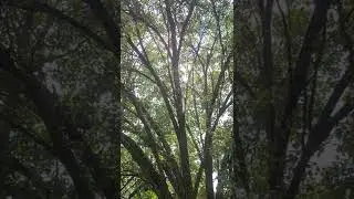 2021 Brood X cicadas in Bloomington, Indiana