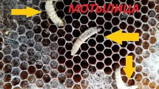 🐝Восковая моль на пасеке. Что делать?🍯