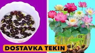 GUL URUG'I | SUVDA O'SADI,  TUPROQ SHART EMAS | DOSTAVKA TEKIN