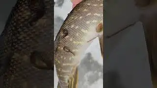 пьявки на щуке