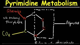 Pyrimidine Metabolism-Biochemistry