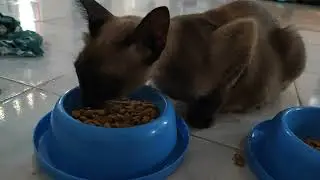 Cat eating dry food