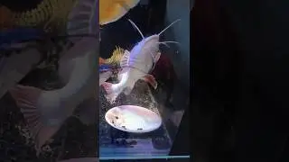 meus peixinhos 🤣 #aquarismo