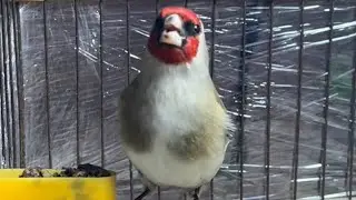singing of the gray-headed goldfinch | şarkı söyleyen saka kuşu
