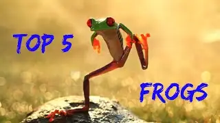 TOP 5 frogs
