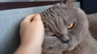 ❤️😍😍😍 МОЯ КОШКА