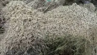 a swarm of maggots on an old dead raccoon (ASMR)