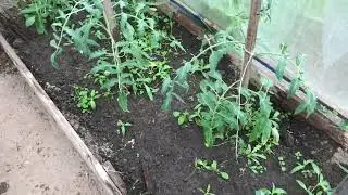 Как правильно пасынковать Помидоры в Теплице
