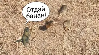 БИТВА СУСЛИКОВ за банан! Конкуренция за еду!