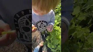 Gardening With Kids Is The Best! ❤️   #groundcherries #gardenharvest #gardeningwithkids