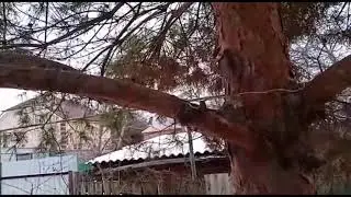 Правильная установка петли на куницу!!