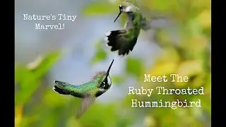Meet the Ruby Throated Hummingbird - Nature's Tiny Marvel