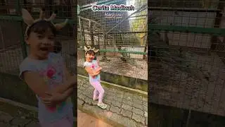 Edukasi Burung Merak bersama Madinah🦚 #ceritarakyat #shortvideos #study #bawangmerahbawangputih
