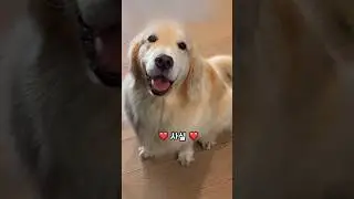 순둥함보단 이게 더 매력적인 골댕이들 🐾❤️#shorts #골댕이 #골든리트리버 #리트리버 #강아지 #댕댕이 #pets