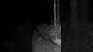 OKLU KİRPİLER KAVGA EDİYOR! #oklukirpi #porcupine #youtubeshorts #keşfet #wildlife #trailcam #animal