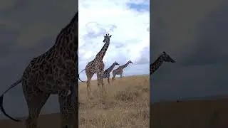 Giraffe chilling , Giraffes, #giraffe #giraffes #safari #kenya with #halfmaasai #wild #wildlife