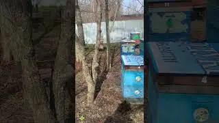 С Благовещением!