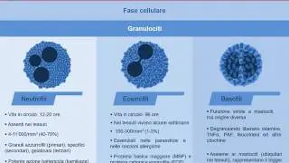 Main cell populations involved in inflammation