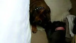 Toby helping Venus attack the rug