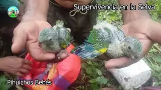 ENCONTRAMOS unos PIHUICHOS BEBÉS (PERIQUITOS)