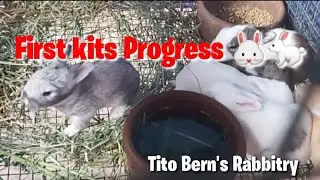 First Kits Progress | Tito Bern's Rabbitry