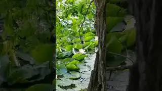 Чудовi бiлi лiлii #shorts