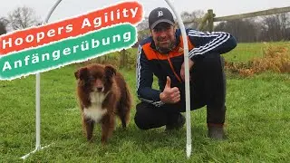 Hoopers Agility - So lernt dein Hund ganz EINFACH Hoops kennen