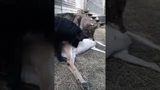 Pack Of WOLFdogs Eat Whole Raw Deer part 1