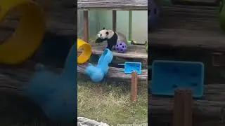 Panda Is Making Fun with Toys In China Park