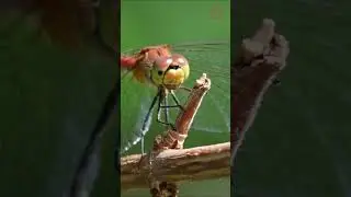 Dragonfly eats something