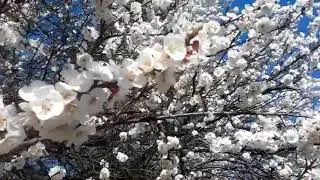 ой цветёт жердела!!!
