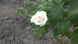 розы из пятёрочки результат