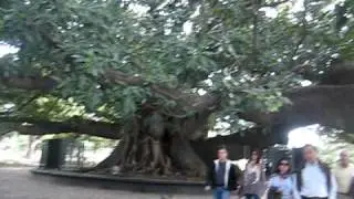 Rachele and The Giant Tree