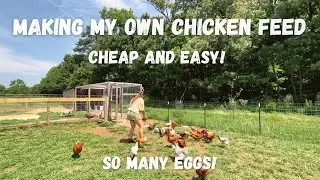 How to feed your chickens for a few dollars a day. Making your own chicken feed. Easy and cheap!