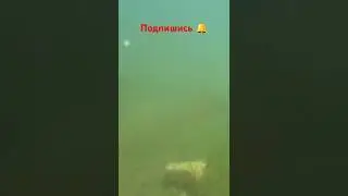 Рыба слетается на жмых .