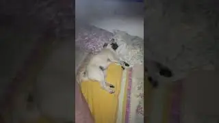 #Мопс засыпает и #храпит